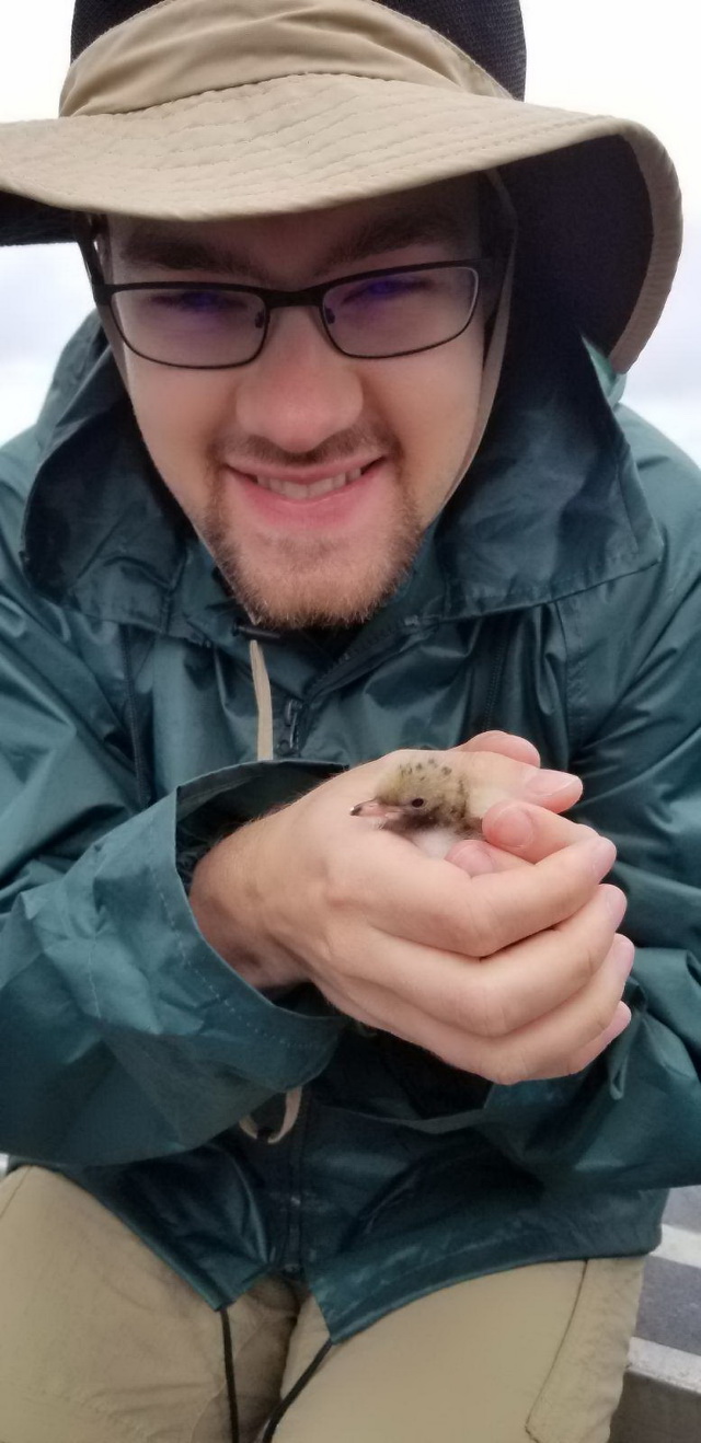 Josh holds a newly hatched Common Tern chick in his hands. 