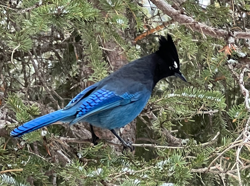 bird with black head, white eyebrow, and blue body and wings