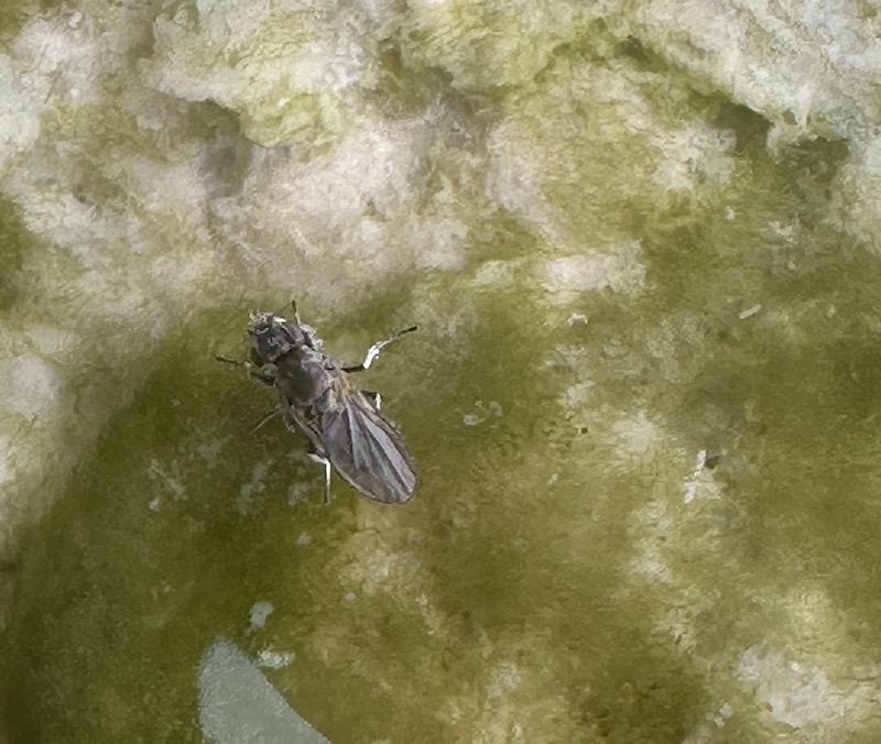 ephydrid fly