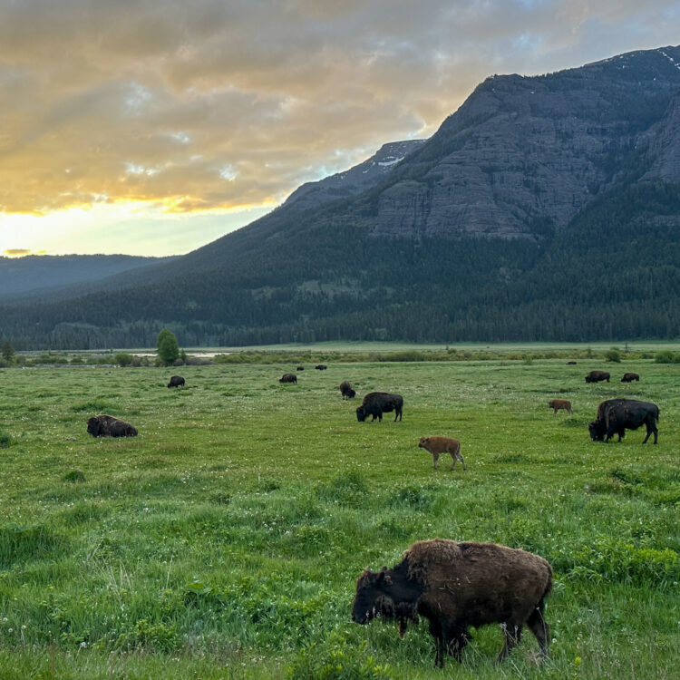 bison herd in front of mountains and sunrise